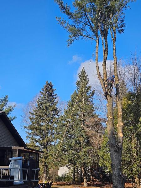 Mike & Sons Tree Experts