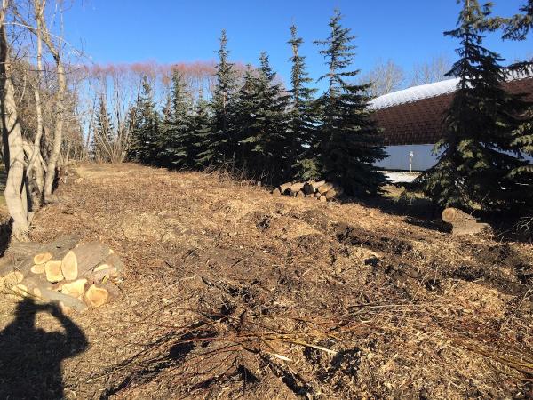 New Ground Tree Stump Removal