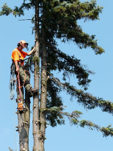 Timberjack Tree Service