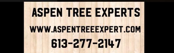 Aspen Tree Experts