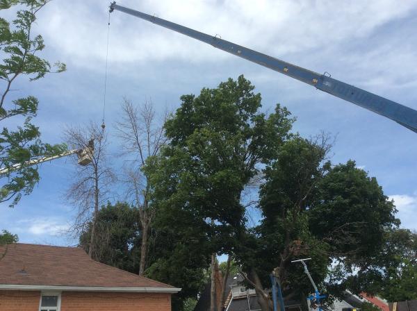 All Seasons Tree Service