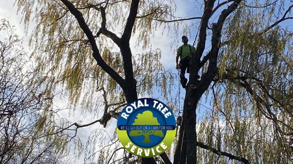 Royal Tree Service Oshawa