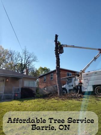 Affordable Tree Service Barrie