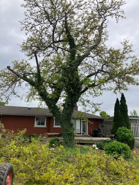 Maple Wood Tree Works