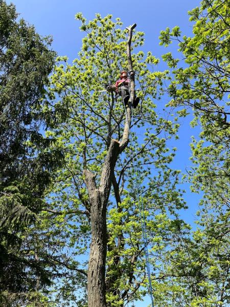 Maple Wood Tree Works