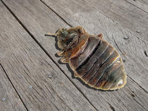 Canadian Pest Solutions