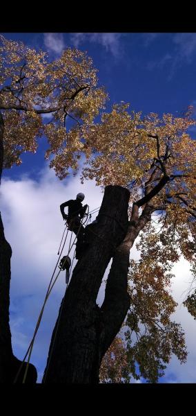 Redleaf Tree Service