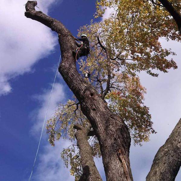 Redleaf Tree Service