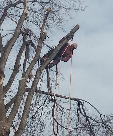 Bow Valley Tree Services