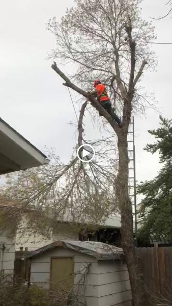 Hang Loose Yard & Tree Services