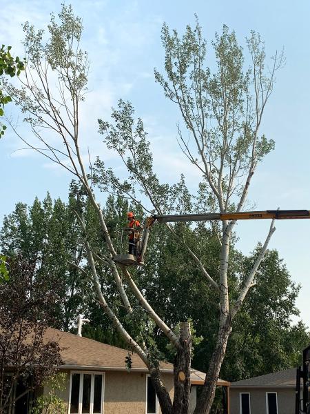 Hang Loose Yard & Tree Services