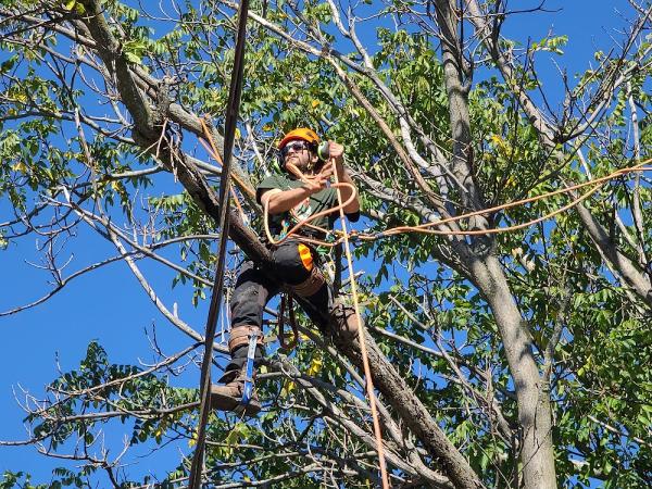 Gillespie's Tree Service