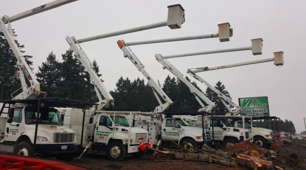 VI Tree Service