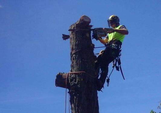 VI Tree Service