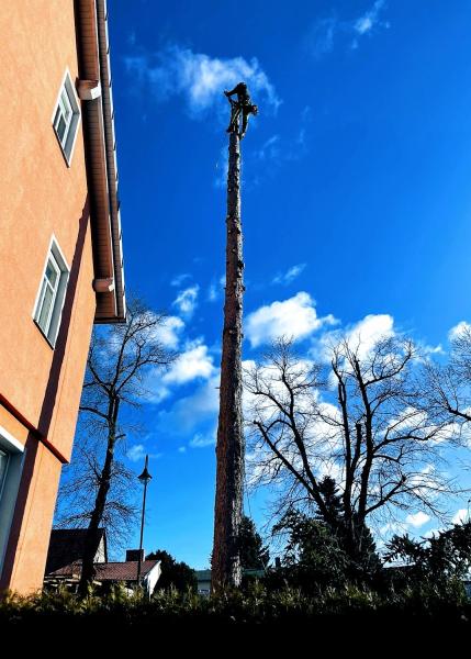 Toronto Landscaping & Tree Service