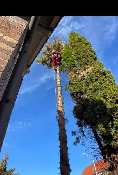 Toronto Landscaping & Tree Service