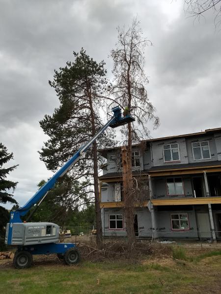 B&D Tree Services