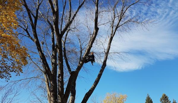 Aspirations Tree Care