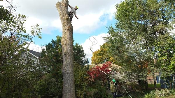 Bigleaf Tree Service