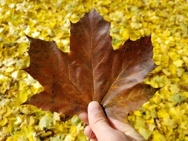 Bigleaf Tree Service