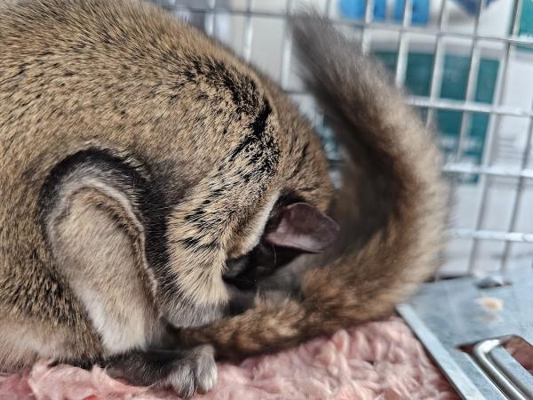 Innovative Pest Solutions