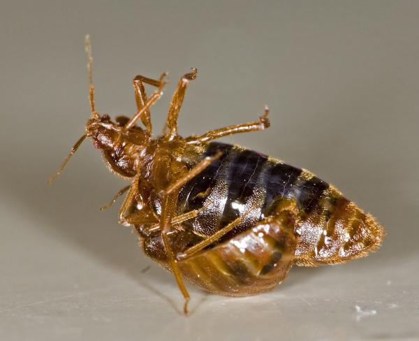 Ottawa Bed Bug Heat Treatment Rental Co-op