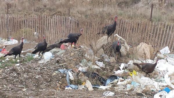 Saint Mary's Landfill