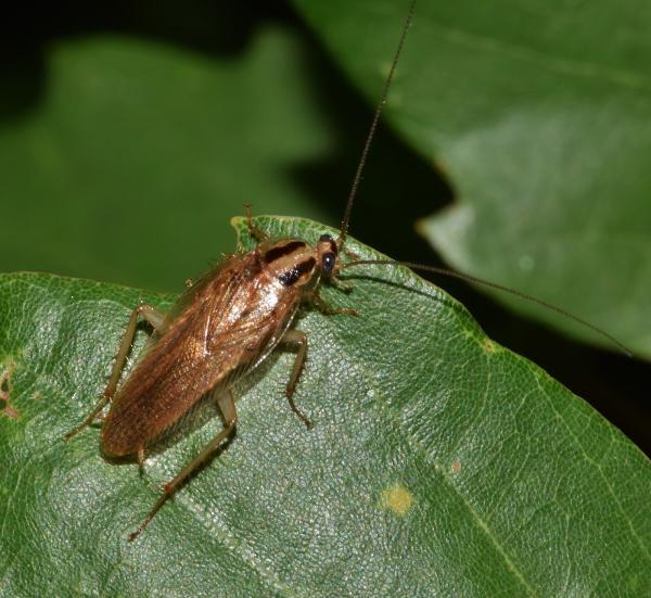 KW Pest Control