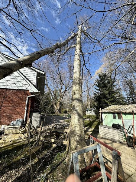 Meaford Tree Service /Tree to Stump