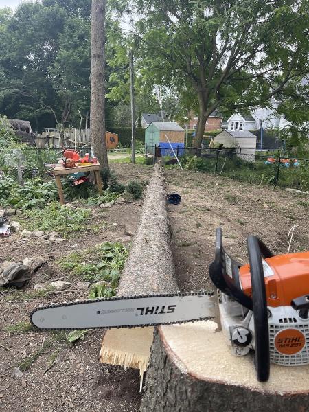 Meaford Tree Service / Tree 2 Stump