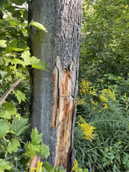 Meaford Tree Service / Tree 2 Stump
