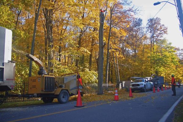 Service d'Arbre Spécialisé Enr.