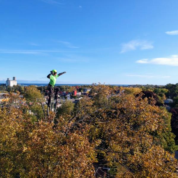 The Arborist