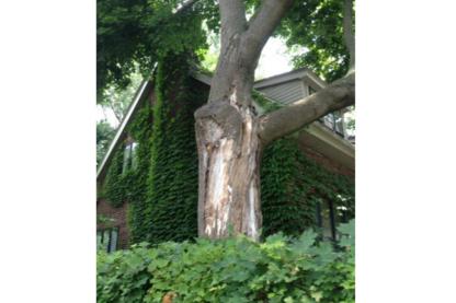 Arbres Conseils Inc