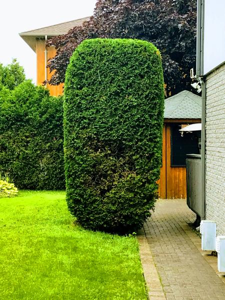 Artio Tree C​are