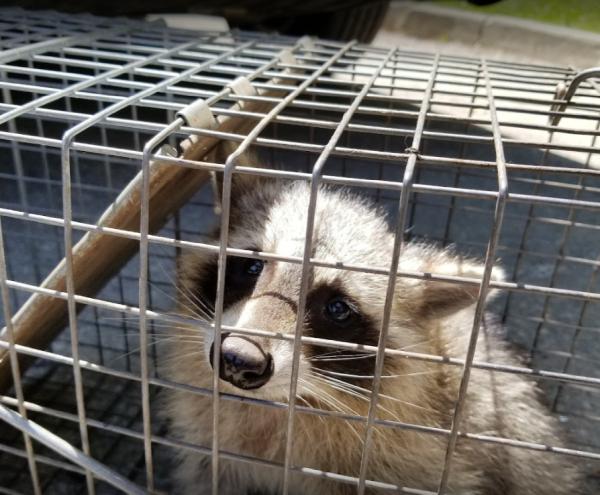 Durapest Wildlife Removal and Pest Control