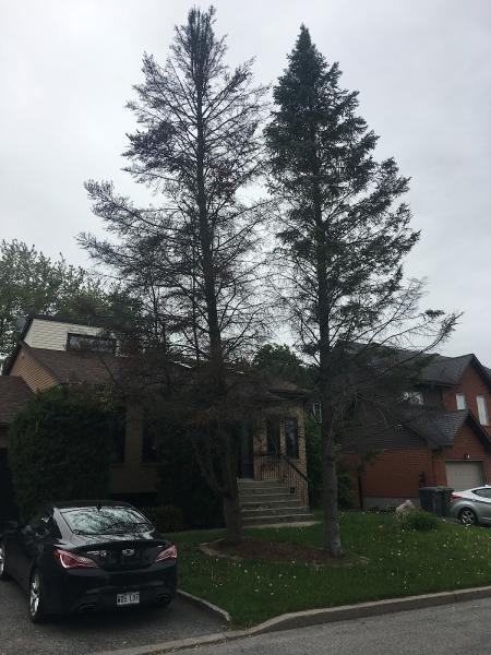 Entretien d'Arbres Happy Tree