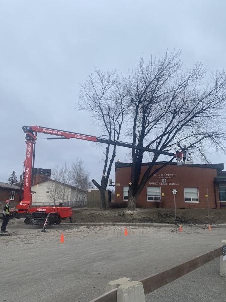 Turgeon Tree Removal