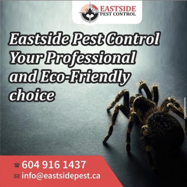 Eastside Pest Control Vancouver