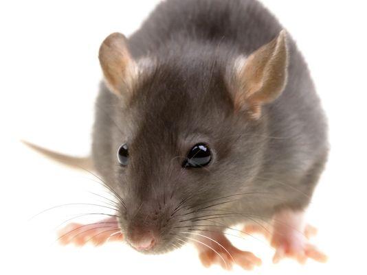 Exterminateur Rat Souris Calfeutrage et Décontamination