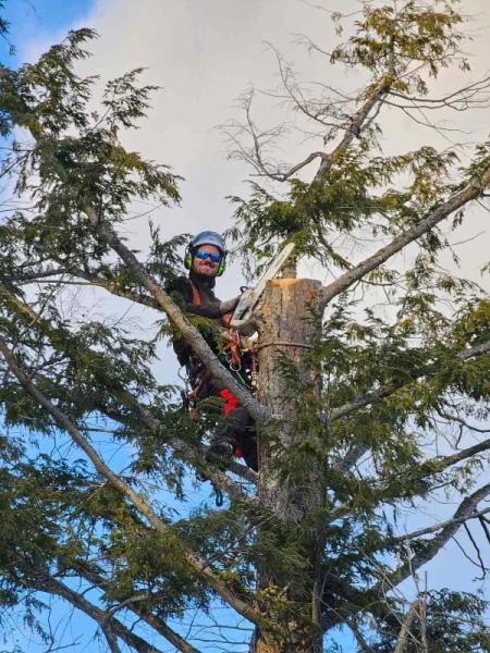 Coylewood Tree Service Inc.