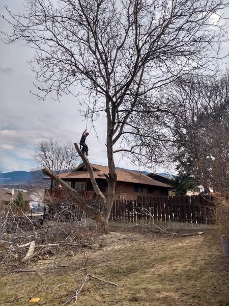 Limb Master Tree Service