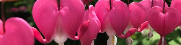 Lincoln Woods Landscapes Inc