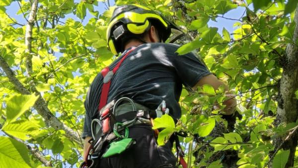 Joshua Tree Arboriculture