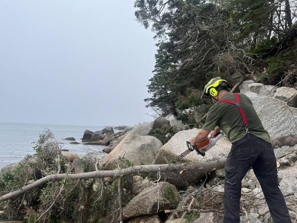 Joshua Tree Arboriculture