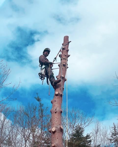 Joshua Tree Arboriculture