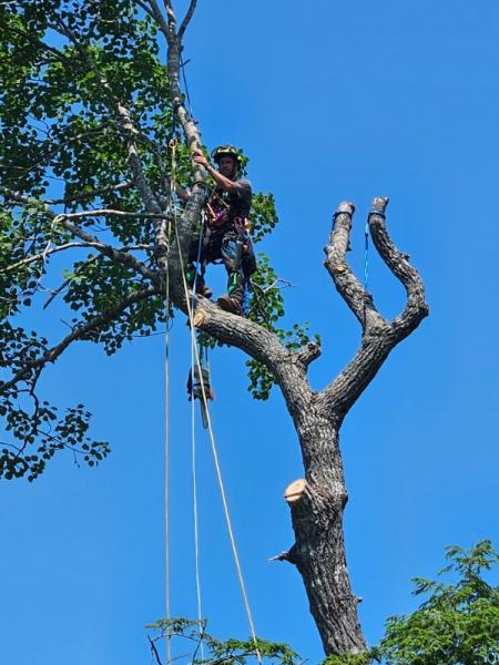 Joshua Tree Arboriculture