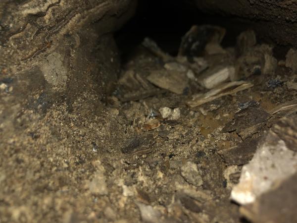 The Drain Surgeon: Sewer & Service