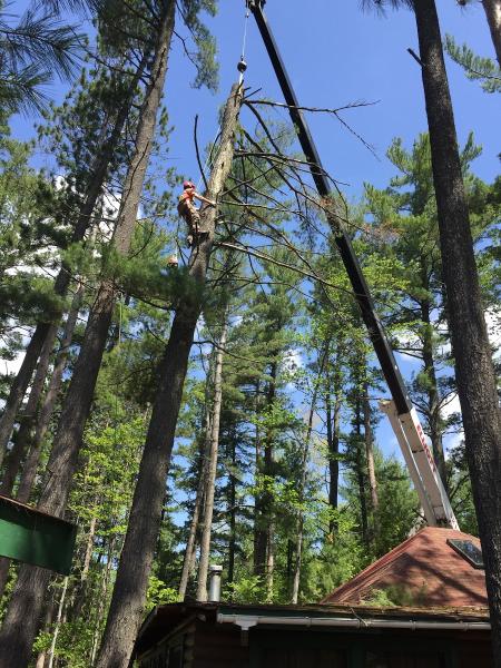 North Renfrew Tree Services Ltd