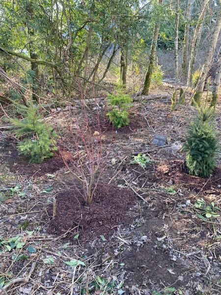 Coastal Pacific Landscaping